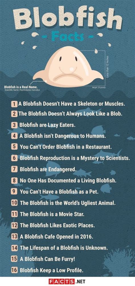 all the fish in the world|Blobfish, facts and information .